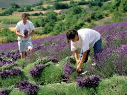 Pubblicazione bando Ismea per il regime di aiuto previsto per il primo insediamento dei giovani in agricoltura.